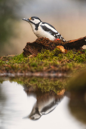 Great Spotted Woodpecker