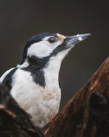 Great Spotted Woodpecker