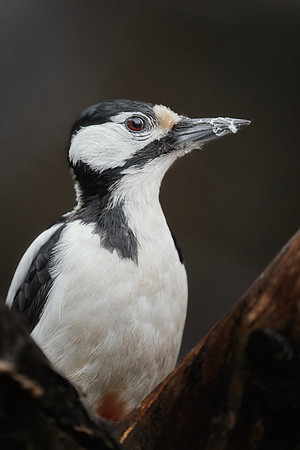 Great Spotted Woodpecker