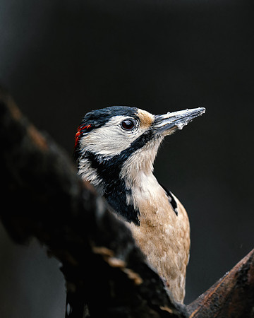 Great Spotted Woodpecker