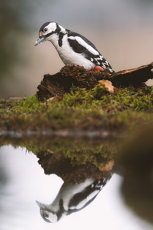 Great Spotted Woodpecker