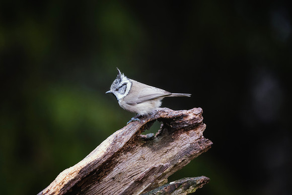 Crested Tit