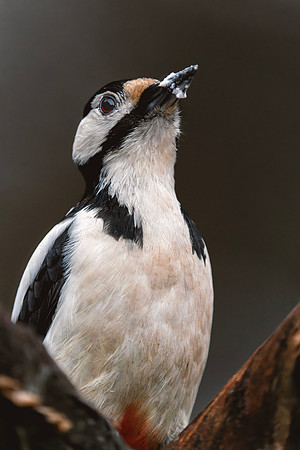 Great Spotted Woodpecker