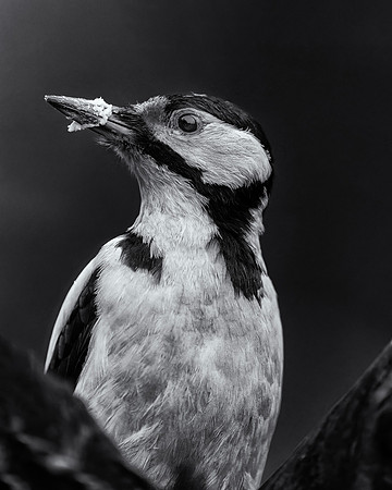 Great Spotted Woodpecker