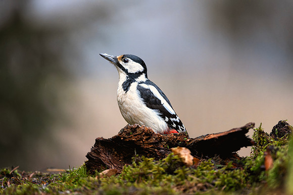Great Spotted Woodpecker