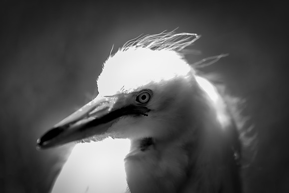 Great White Egret's Chick