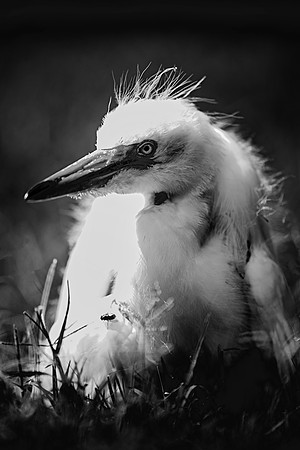 Great White Egret's Chick