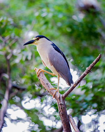 Black Crowned Night Heron