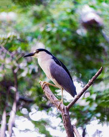 Black Crowned Night Heron