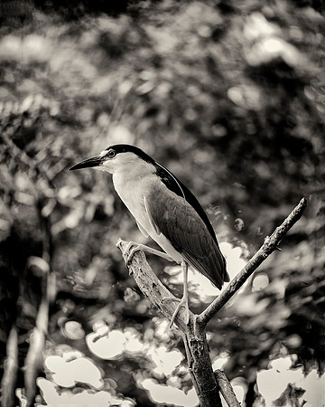 Black Crowned Night Heron