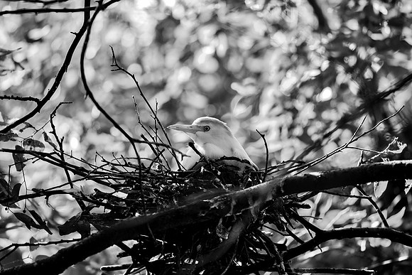 Cattle Egret's Chick
