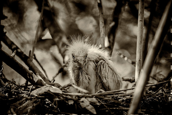 Cattle Egret's Chick