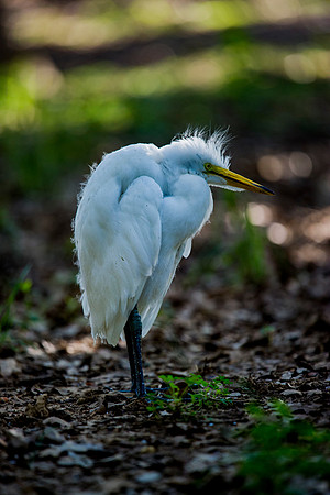 Great White Egret's Chick