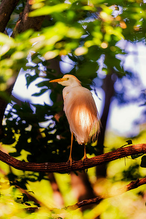 Cattle Egret