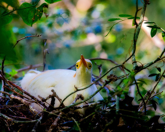 Cattle Egret