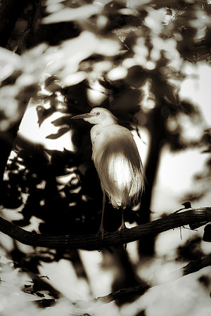 Cattle Egret