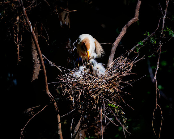 Cattle Egret's Chicks