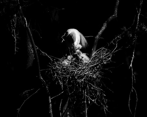 Cattle Egret's Chicks