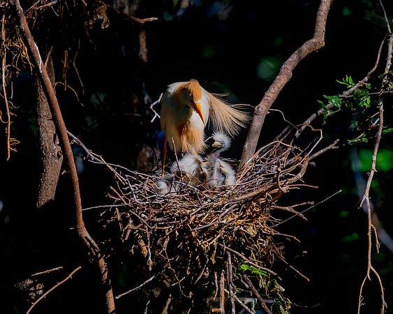 Cattle Egret's Chicks