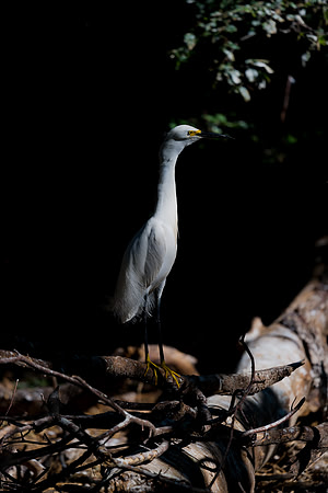 Cattle Egret