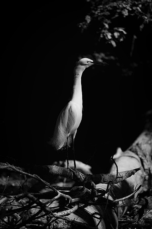Cattle Egret
