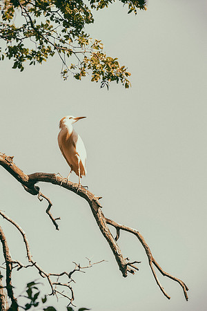 Cattle Egret