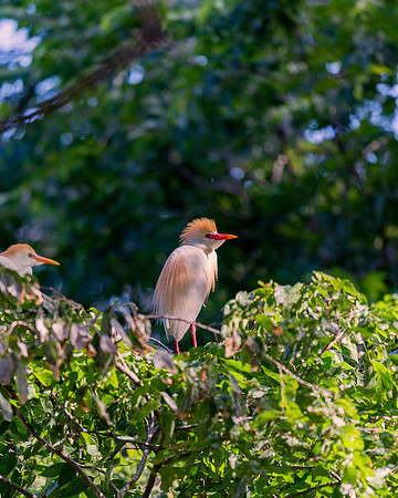 Cattle Egret