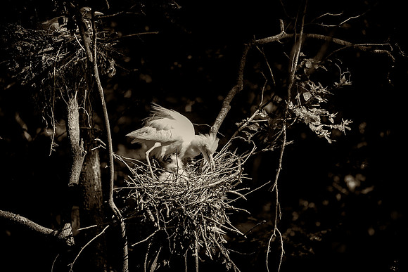 Cattle Egret