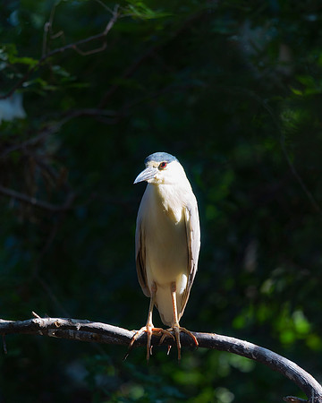 Black Crowned Night Heron