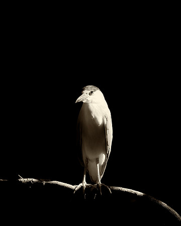 Black Crowned Night Heron