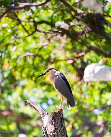 Black Crowned Night Heron