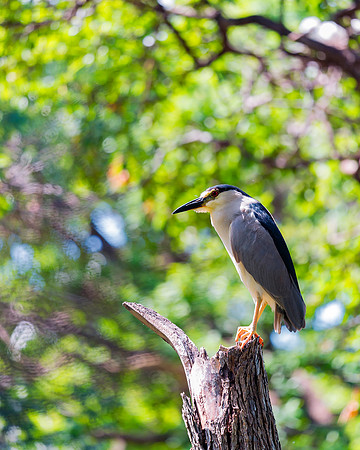 Black Crowned Night Heron