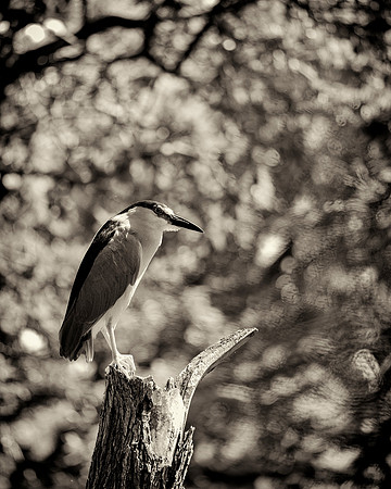 Black Crowned Night Heron