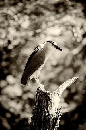 Black Crowned Night Heron