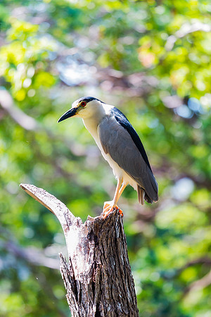 Black Crowned Night Heron