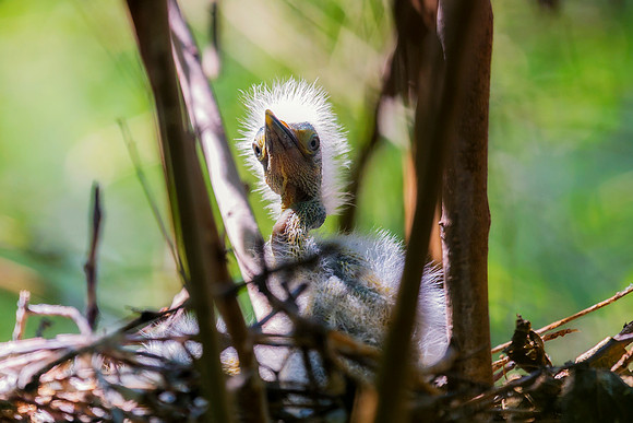 Great White Egret's Chick