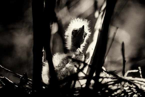 Great White Egret's Chick