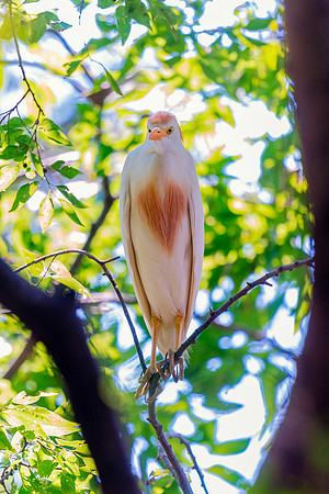 Cattle Egret