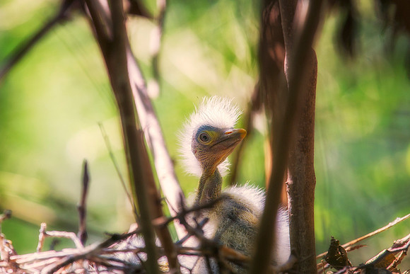 Great White Egret's Chick