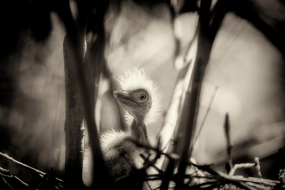 Great White Egret's Chick