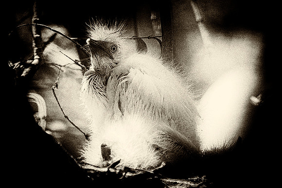 Great White Egret's Chick