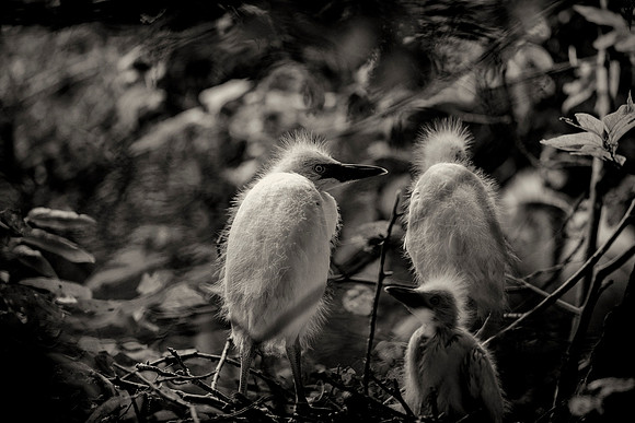 Great White Egret's Chicks