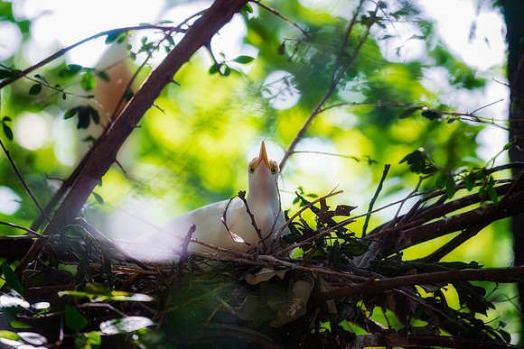 Cattle Egret
