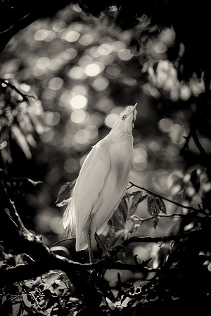 Cattle Egret