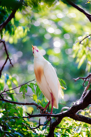 Cattle Egret
