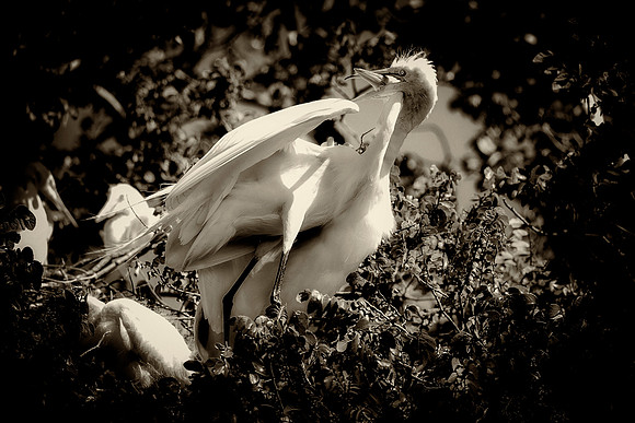 Mating