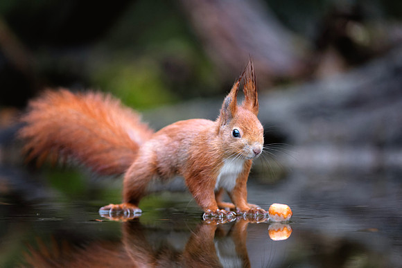 European Red Squirrel