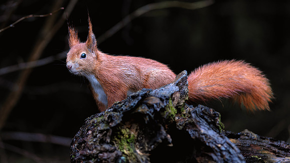 European Red Squirrel