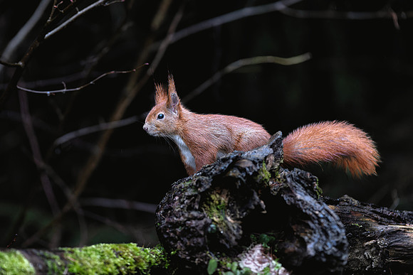 European Red Squirrel