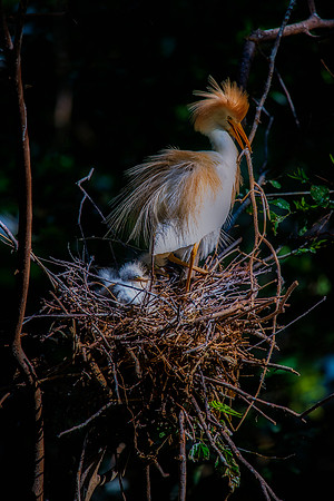 Cattle Egret
